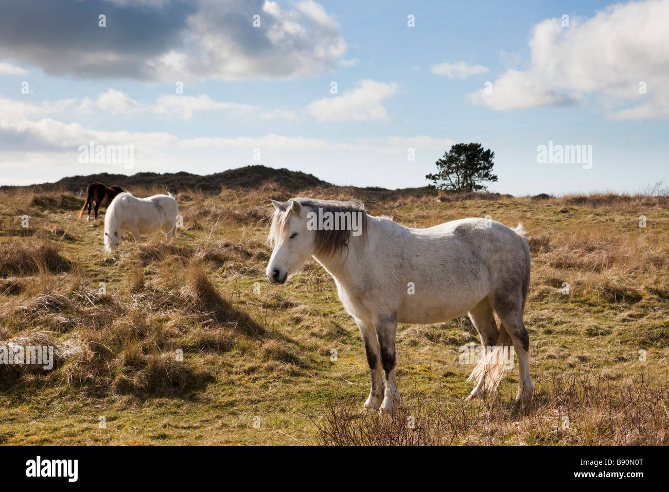 Newborough Warren Isla de Anglesey al norte de Gales, Reino Unido Welsh ponis pastando en las dunas en una reserva natural nacional para controlar el hábitat Foto de stock