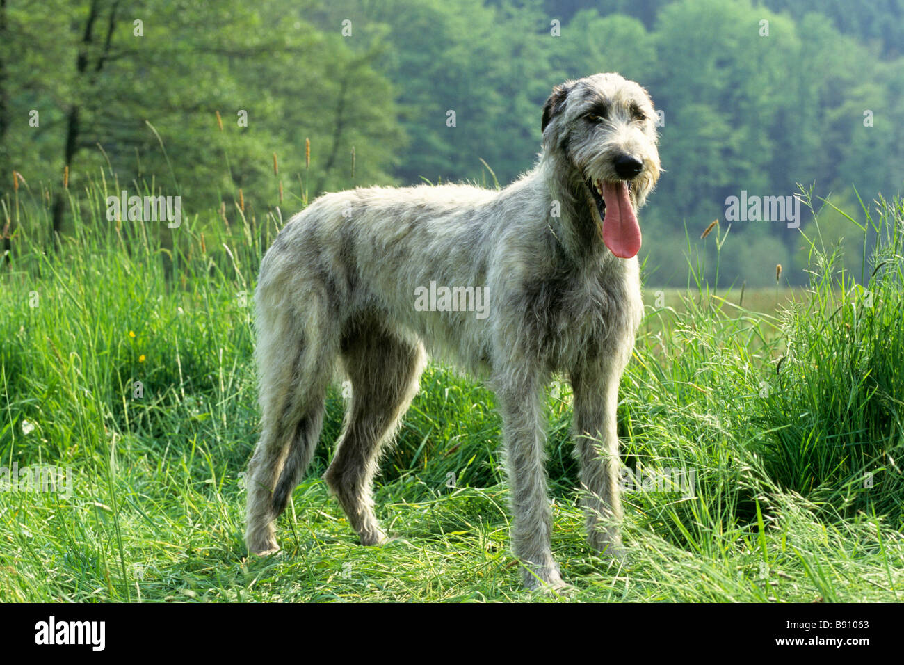 Irish Wolfhound (Canis lupus familiaris). en pie. La raza más alta en el mundo Foto de stock