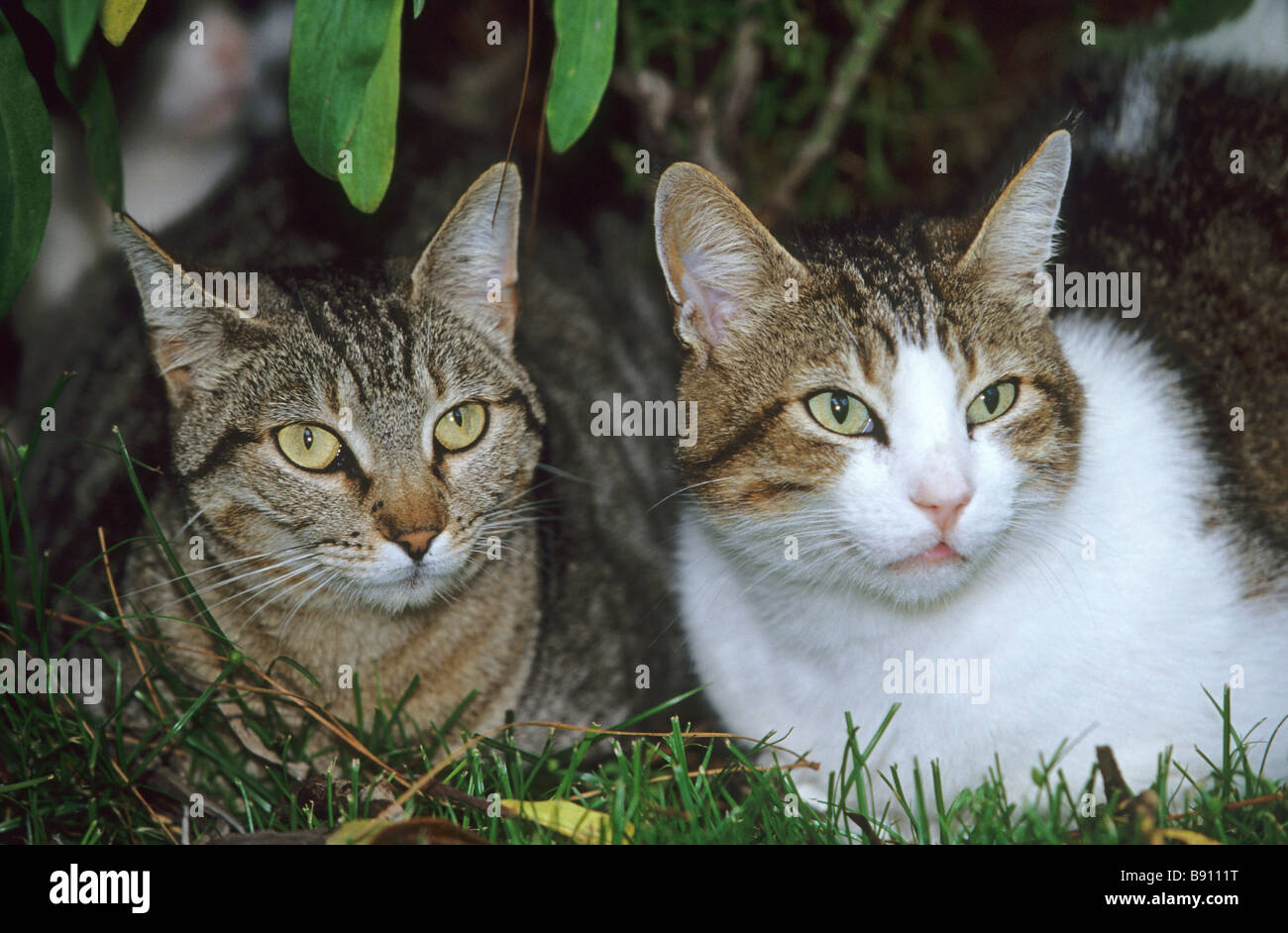 Dois Gatos Sentam No Complexo De Jogos Domésticos Foto de Stock - Imagem de  amarelo, branco: 198776542