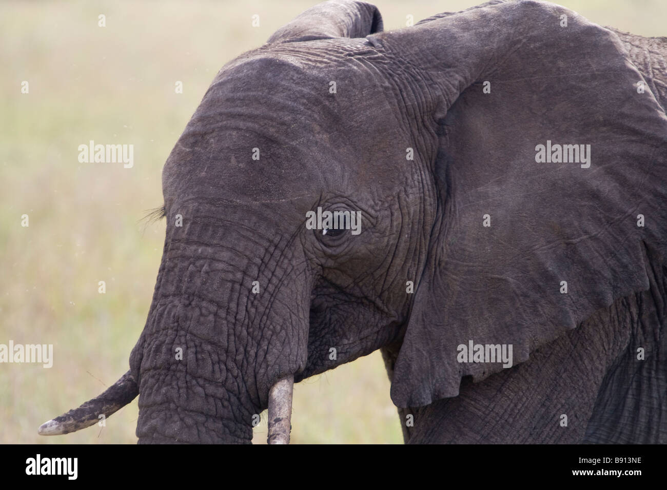 Elefante Africano en la reserva de Masai Mara, Kenya Foto de stock