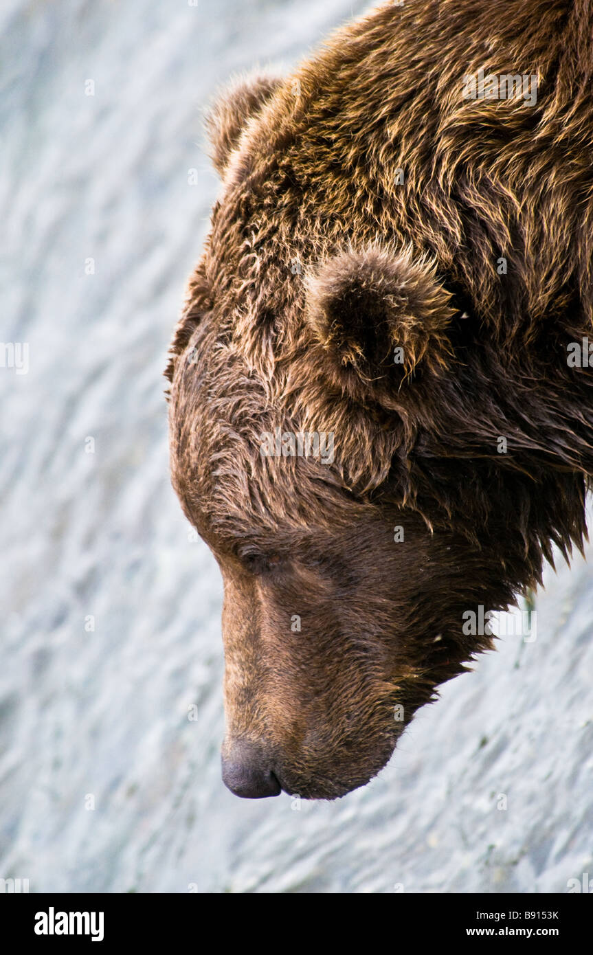 Cerrar el perfil de un varón adulto salvaje Grizzly Bear cabeza, Ursus arctos horriblis, Parque Nacional Katmai, Alaska, EE.UU. Foto de stock