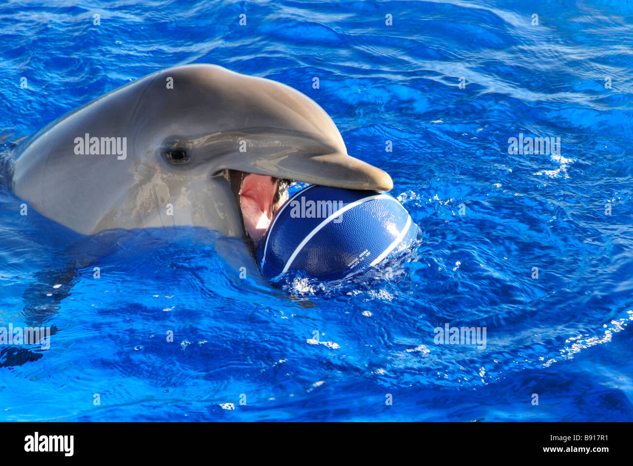 Delfín con pelota fotografías e imágenes de alta resolución - Alamy