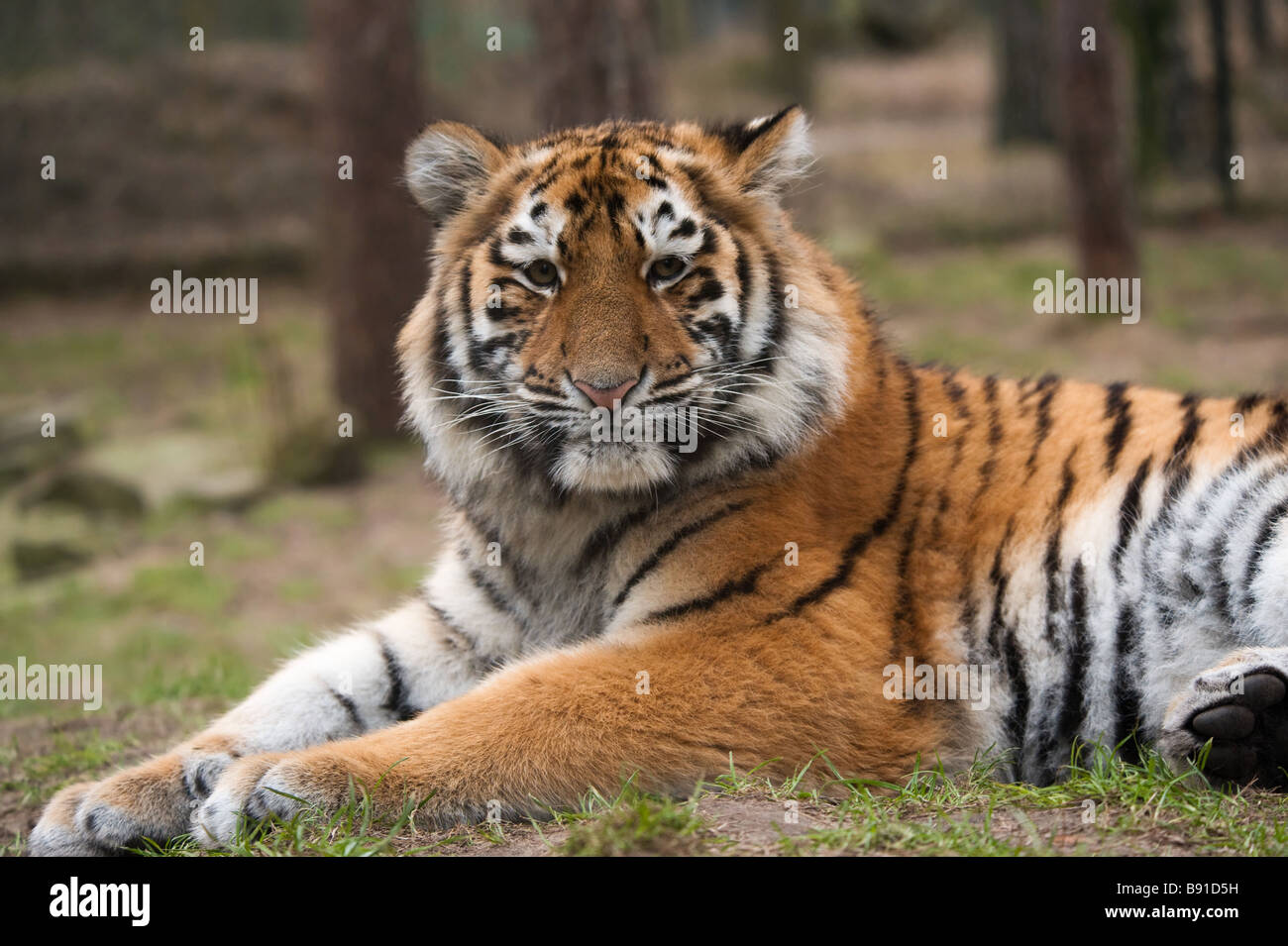 Cerca de un lindo cachorro de tigre siberiano Panthera tigris altaica Foto de stock