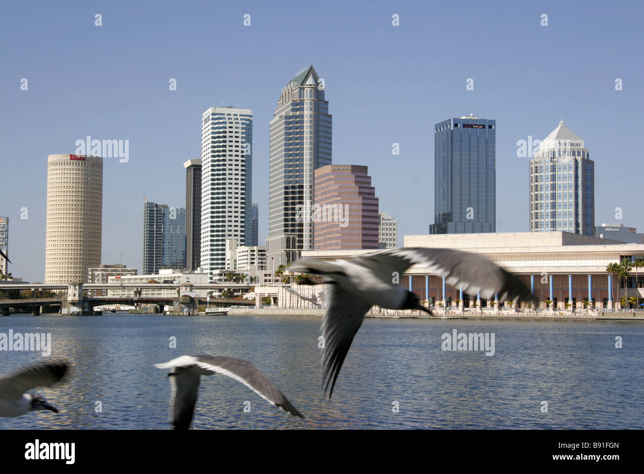 Flying infornt seaguls del skyline de Tampa Florida USA Foto de stock