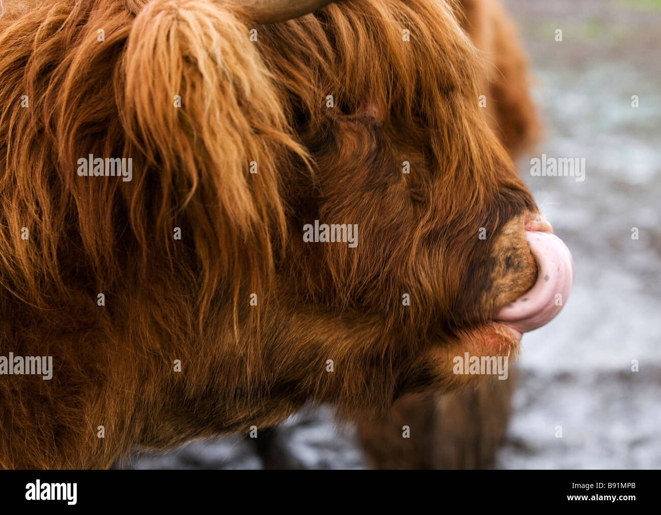 Highland ganado joven ternero rosa introduciendo su larga lengua en su nariz del perfil Foto de stock