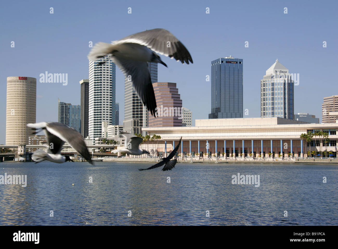 Seaguls volando frente al horizonte de Tampa Florida USA Foto de stock