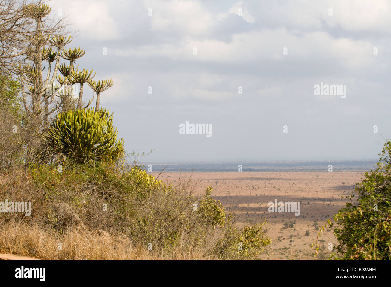 Árbol marula knobthorn Lebombo sabana arbolada sistema eco Parque Nacional Kruger Mpumalanga Provincia Sudáfrica Foto de stock