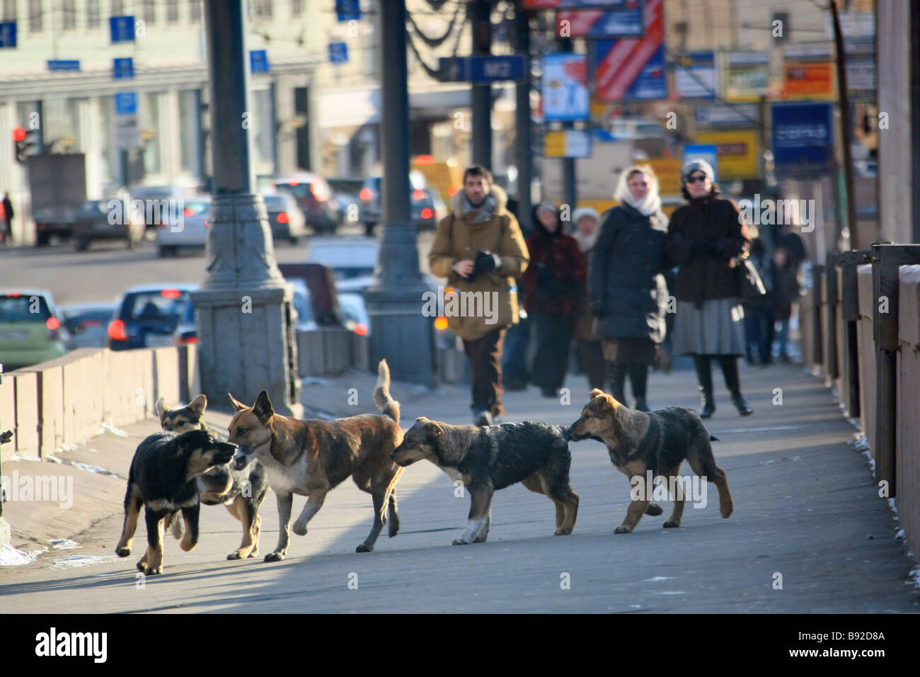 Los perros callejeros en Moscú Fotografía de stock - Alamy