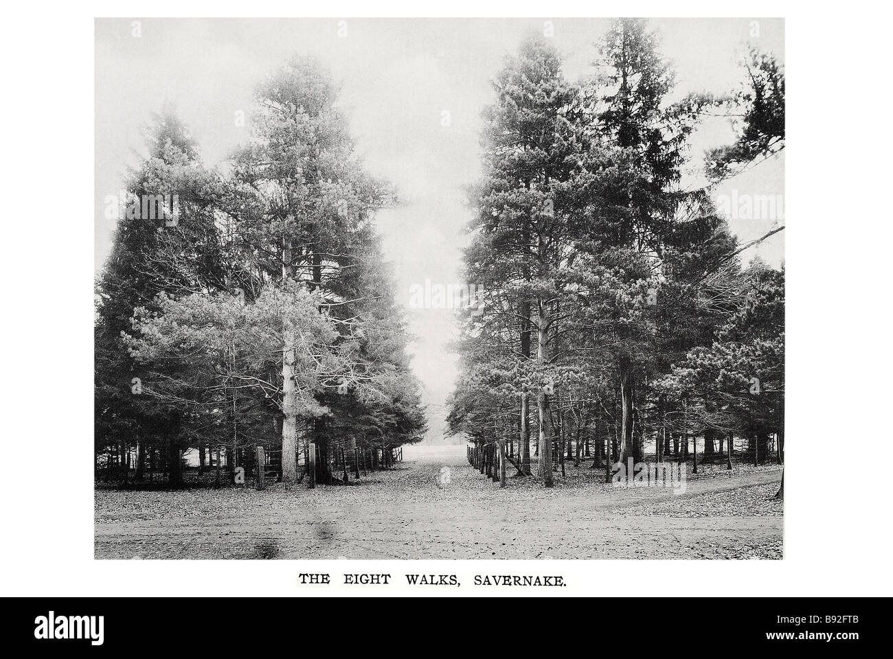 Los ocho paseos savernakes Savernake Forest, situado entre Marlborough y Hungerford en el condado inglés de Wiltshire, es p Foto de stock