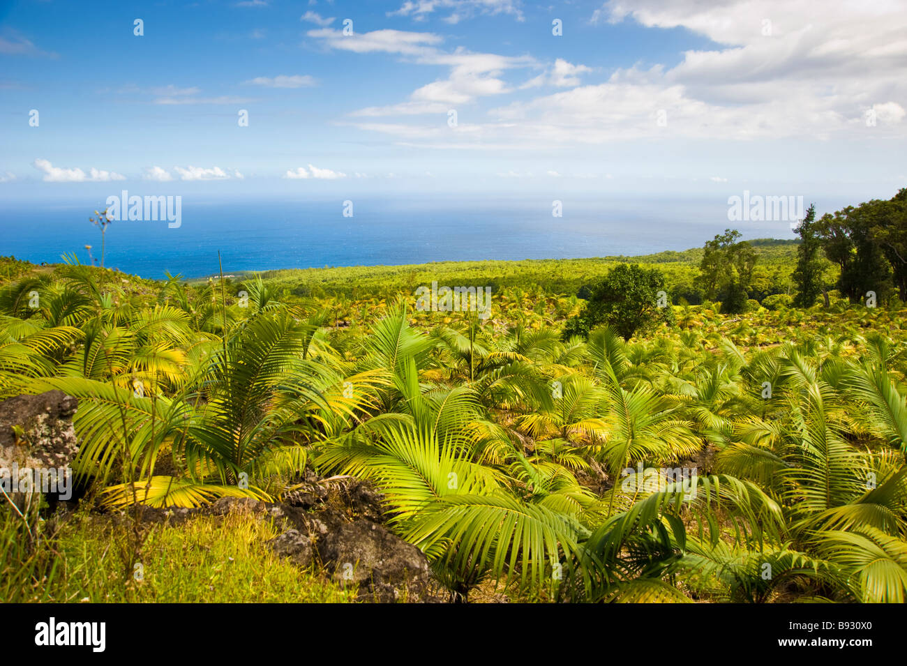 Plantación de palma africana en la costa del Océano Índico, La Réunion, Francia | Palmen Plantage entlang der Küste von La Réunion Foto de stock