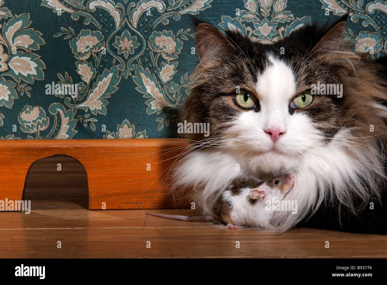 El gato y el ratón en una lujosa habitación antigua Foto de stock