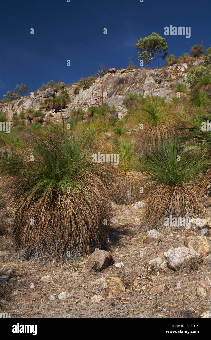 Hierba de Australia Occidental Xanthorrea árboles dispersos a través de una pendiente rocosa en el monte Foto de stock