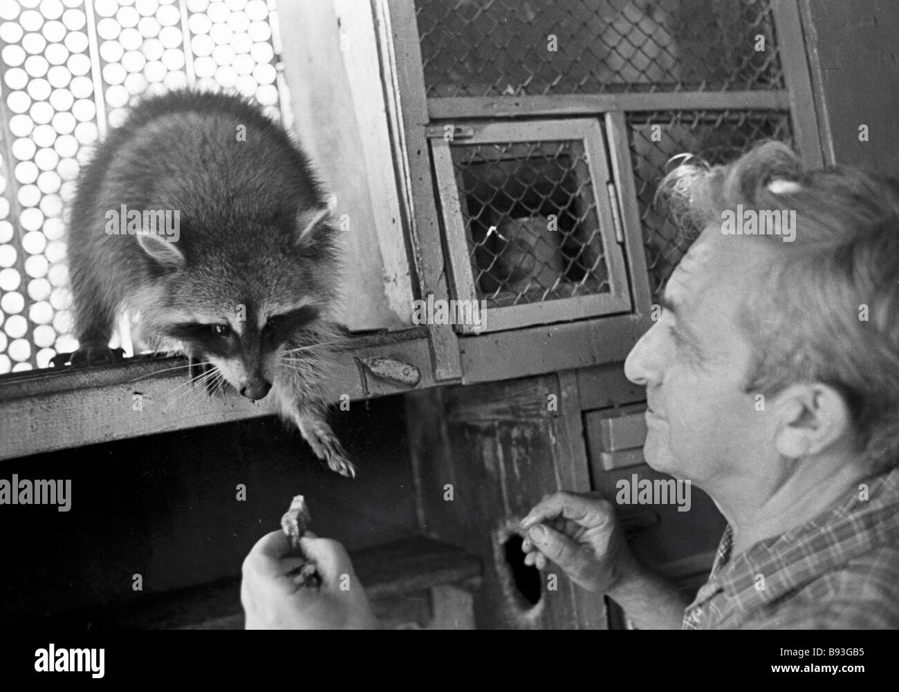 Yevgeny Gauzer investigador en el Instituto de Fisiología y zoológico doméstico propietario con un mapache domesticado. Foto de stock