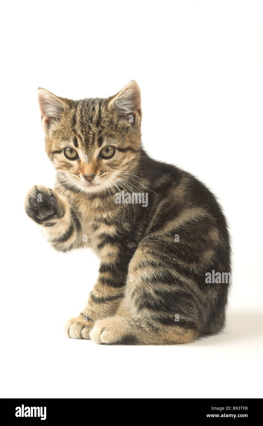 Concesión yo mismo bolsillo Jóvenes de 7 semana de edad gatito saludando Fotografía de stock - Alamy