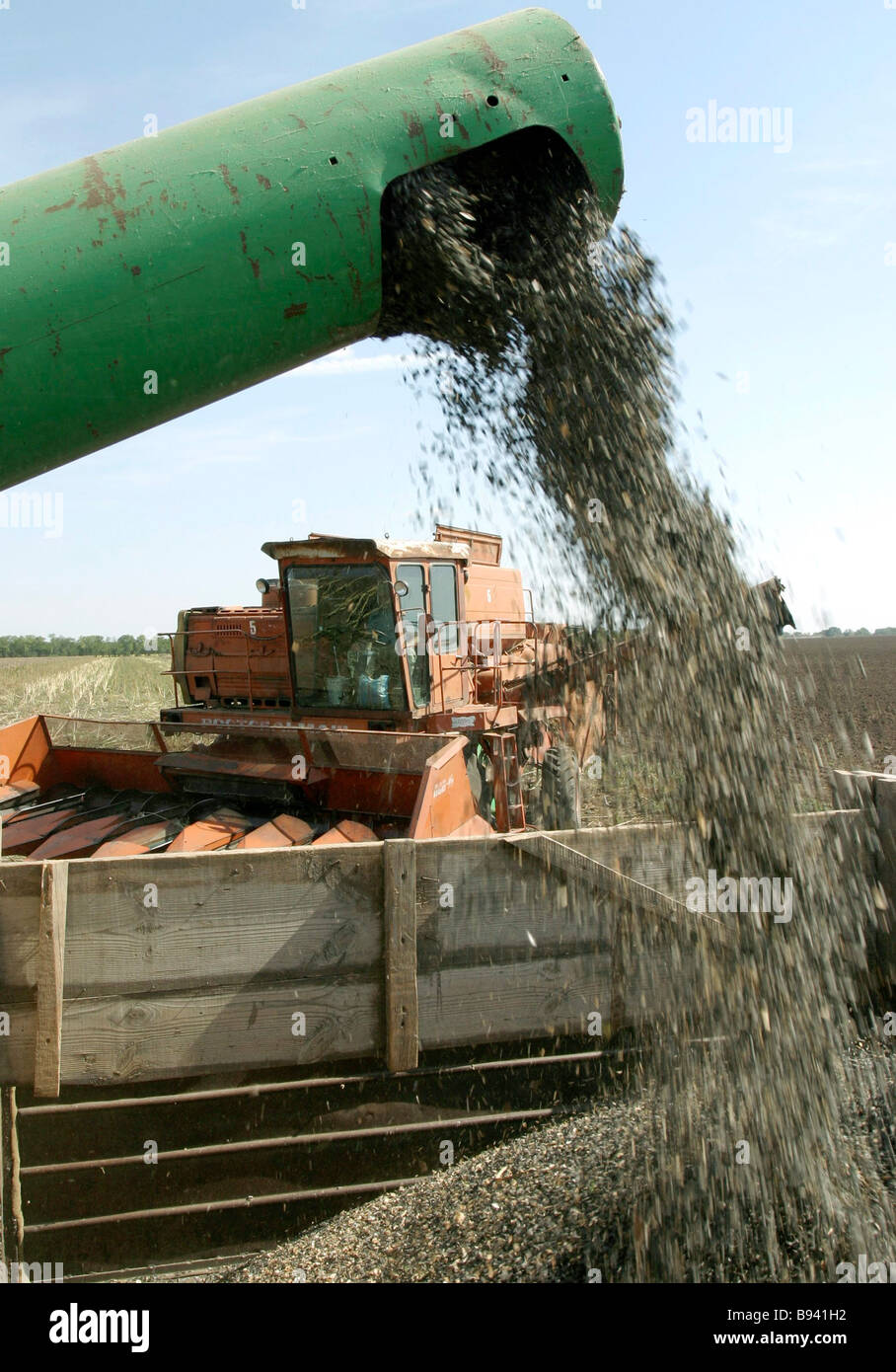 Está a punto de concluir la recolección de girasol en la región de Rostov del distrito de Azov Foto de stock