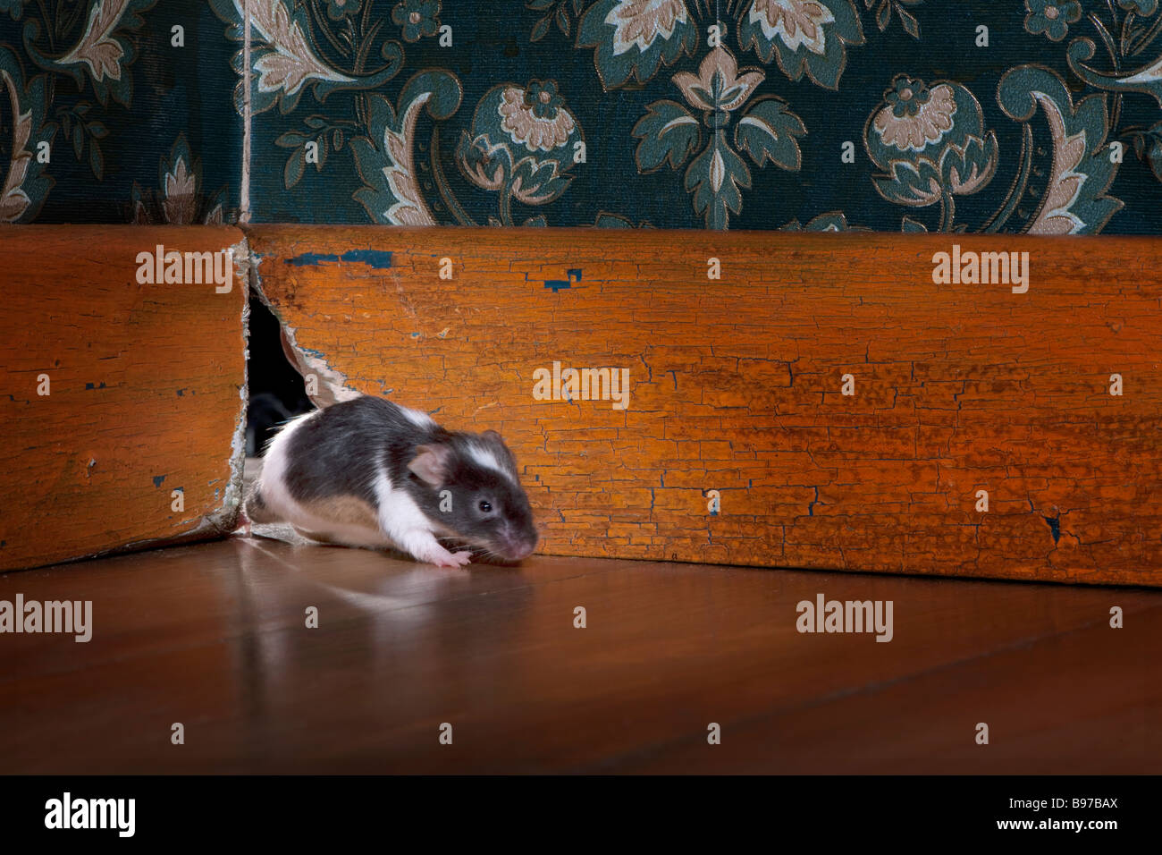 Ratón sale ot su agujero en una lujosa habitación antigua Foto de stock