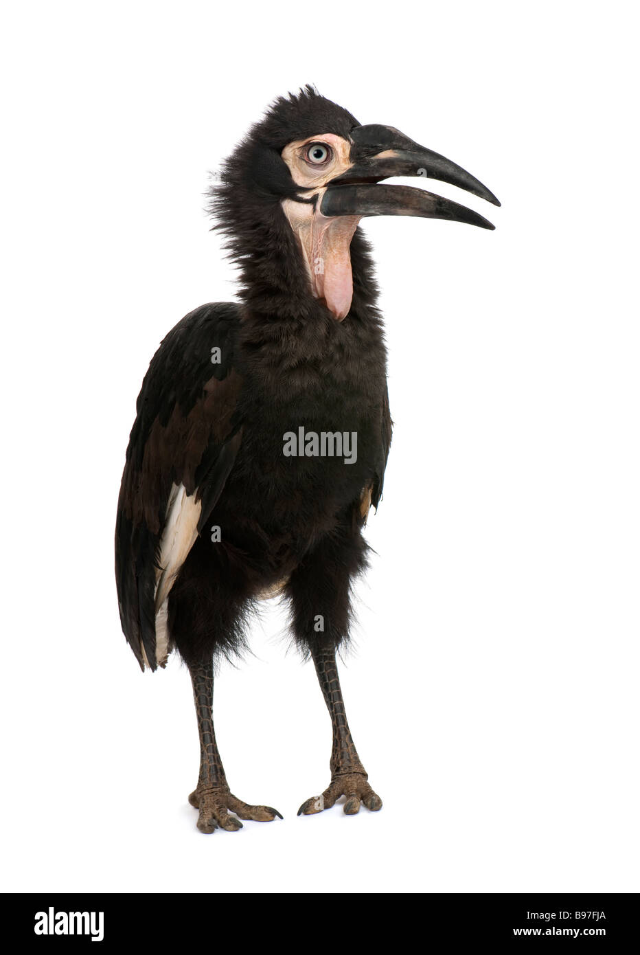 Joven tierra meridional Bucorvus leadbeateri bucero 18 meses delante de un fondo blanco. Foto de stock