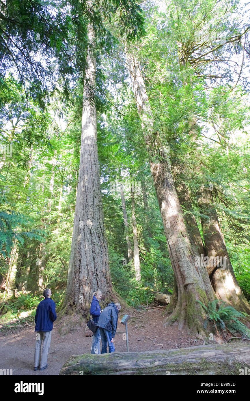 Admirando la familia Douglas Fir gigante en un bosque lluvioso templado Foto de stock