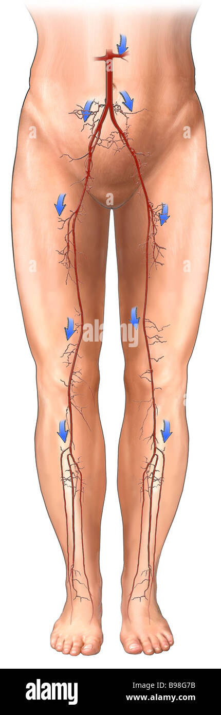 Esta ilustración médica incluye el suministro vascular de las extremidades inferiores. Foto de stock