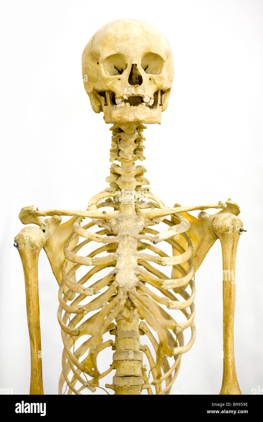 107.200+ Esqueleto Humano Ilustraciones Fotografías de stock, fotos e  imágenes libres de derechos - iStock