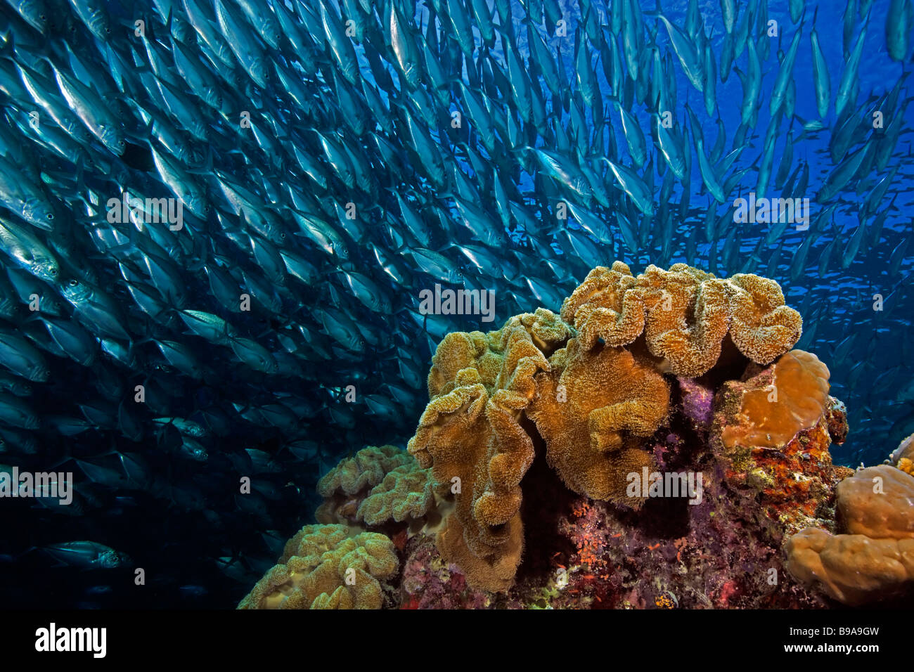 Una escuela de jureles patudo jackfish hacen su camino a través de una alfombra gigante Anemone Reef de Barracuda Point, Sipadan, en Malasia. Foto de stock