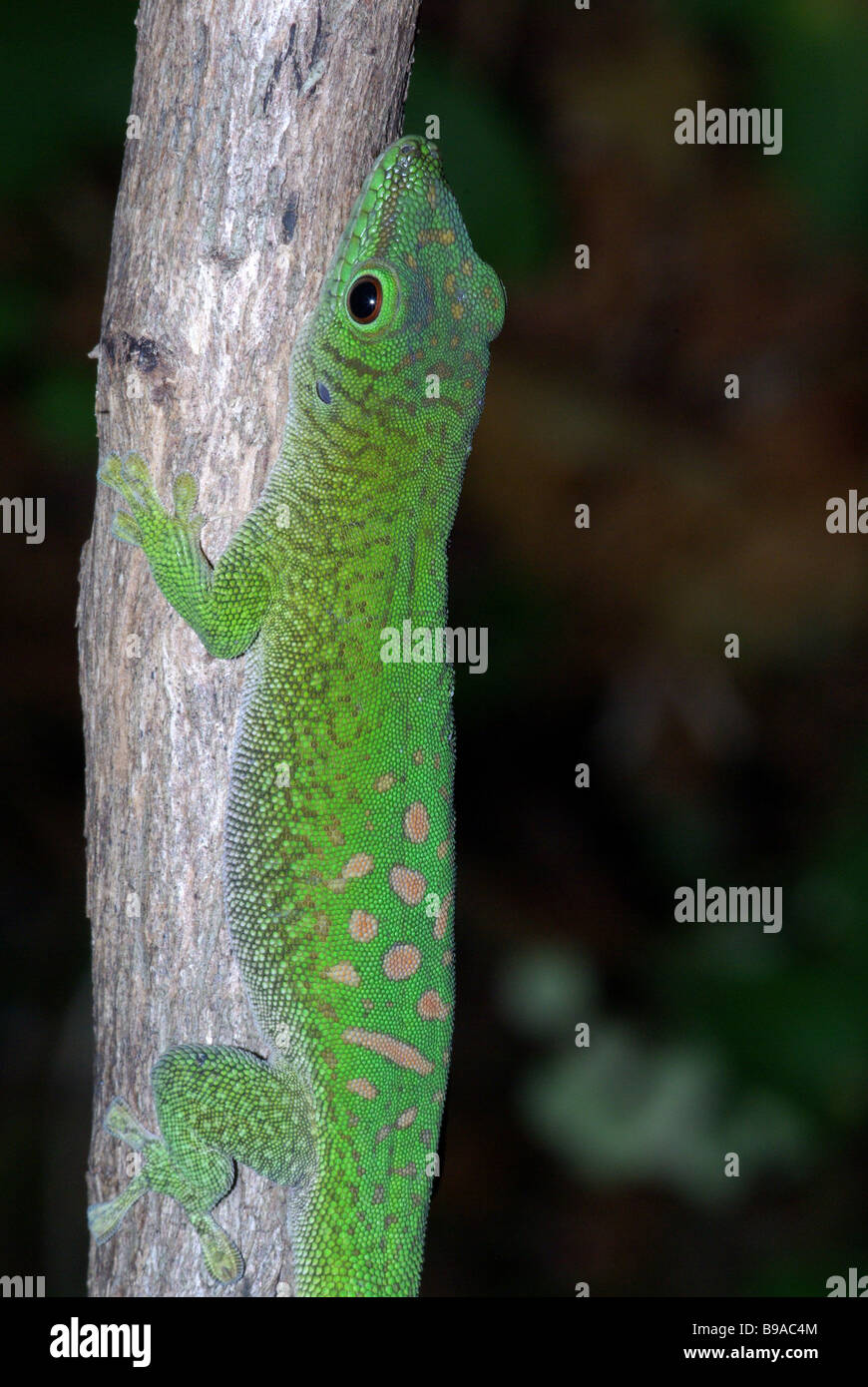 Adultos Day Gecko de Madagascar (Phelsuma madagascariensis) durmiendo en tronco en Anjajavy, Madagascar. Foto de stock