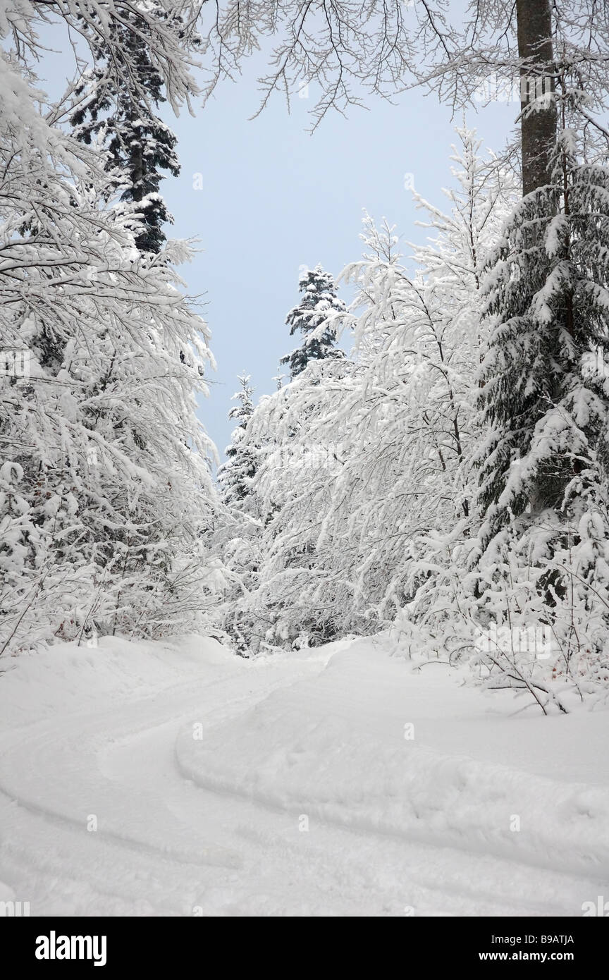 Escena de Invierno de nieve en un bosque de Gorski Kotar, Croacia, Europa Foto de stock