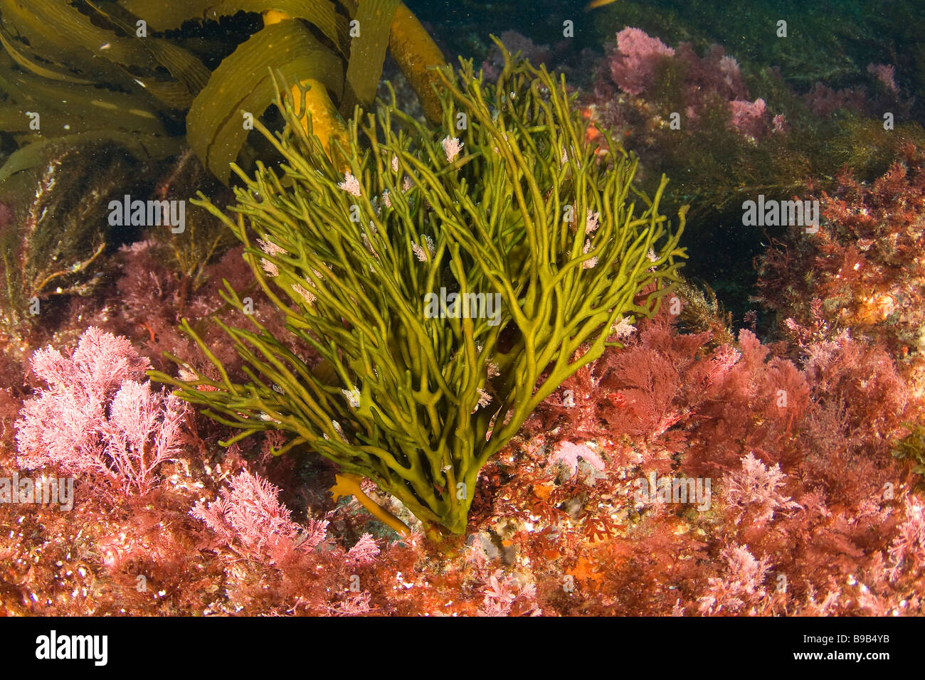 Las algas verdes algas Codium cuneatum Isla de San Benito del estado de Baja California, México. Foto de stock
