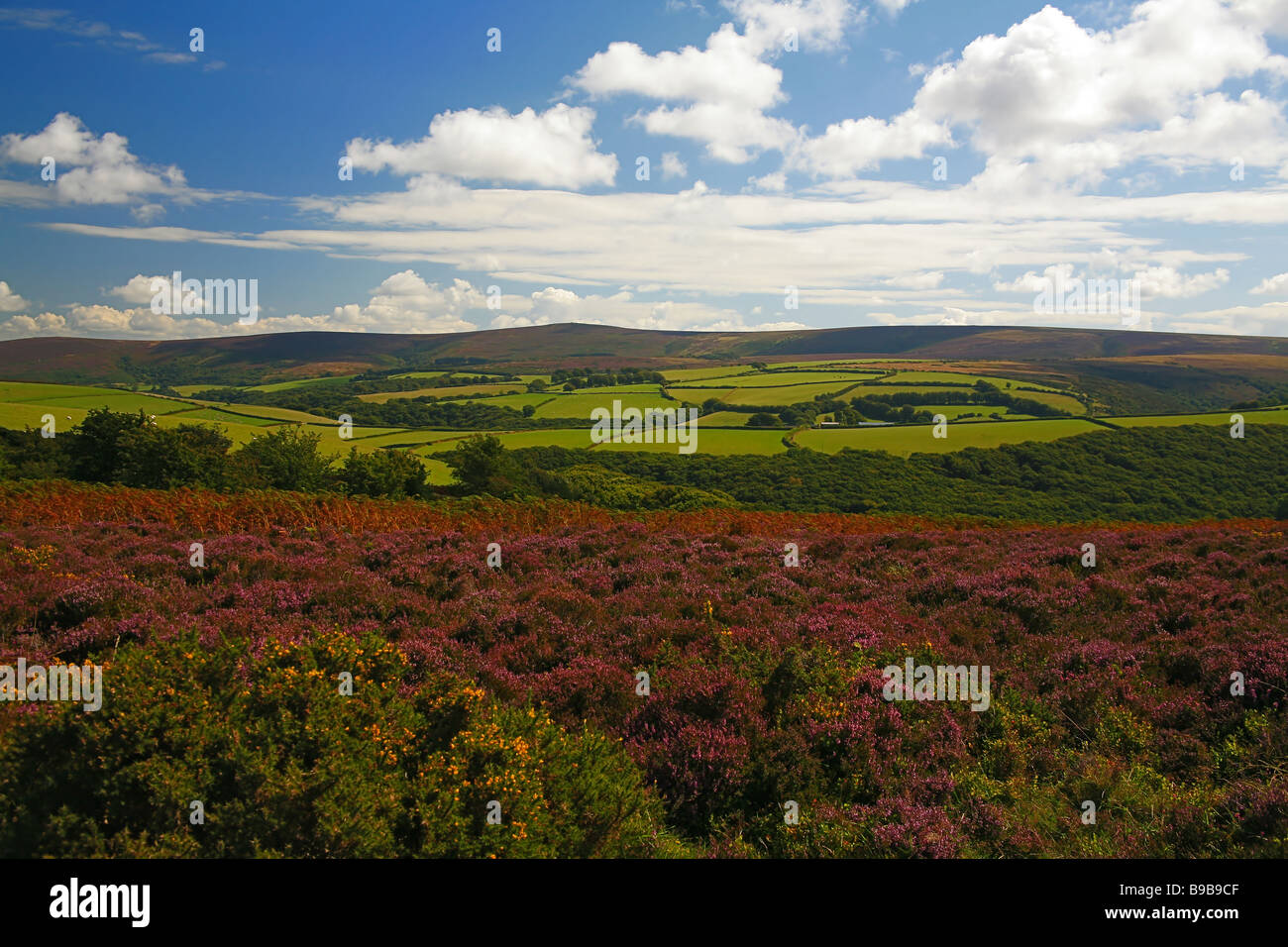 Dunkery Beacon (1.704 metros, el punto más alto de Exmoor y en Somerset) de Porlock común, Somerset, Inglaterra, Reino Unido. Foto de stock
