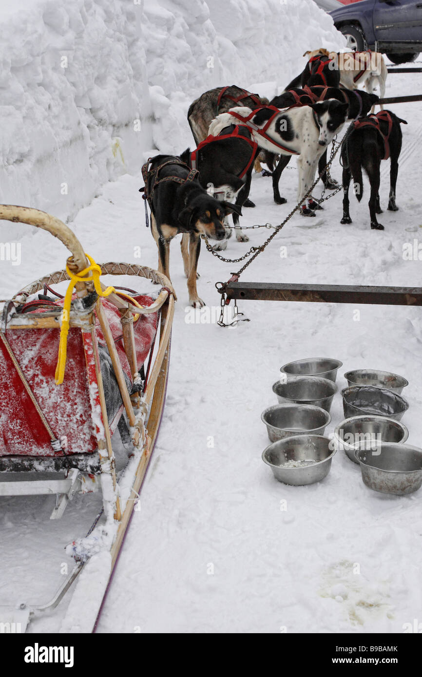 Trineo de un equipo de carreras de perros perros de deporte de invierno en el arnés para sledge carrera de mushing carruaje pequeña ciudad en Munising MI USA estilo de vida diario de alta resolución Foto de stock