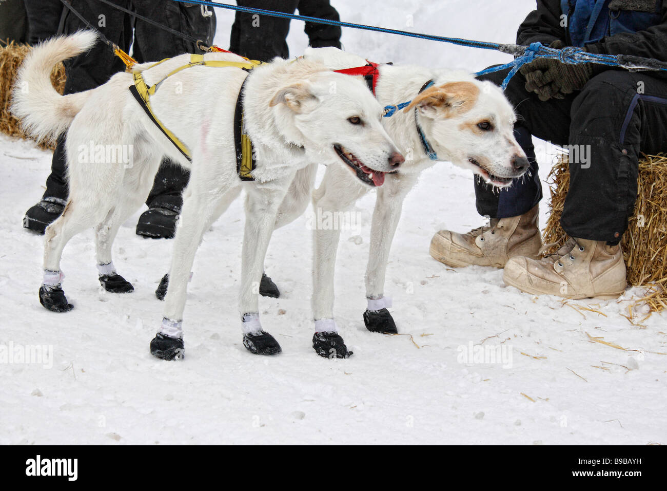 Trineo de un equipo de perros de carreras de perros deporte de invierno Los perros en el arnés Mushing deporte de invierno nieve vista lateral horizontal Munising MI USA hi-res Foto de stock