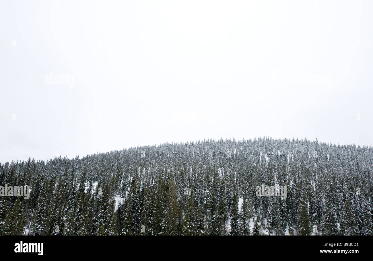 Spruce Forest sueco con cabañas, Dalarna, Suecia Foto de stock