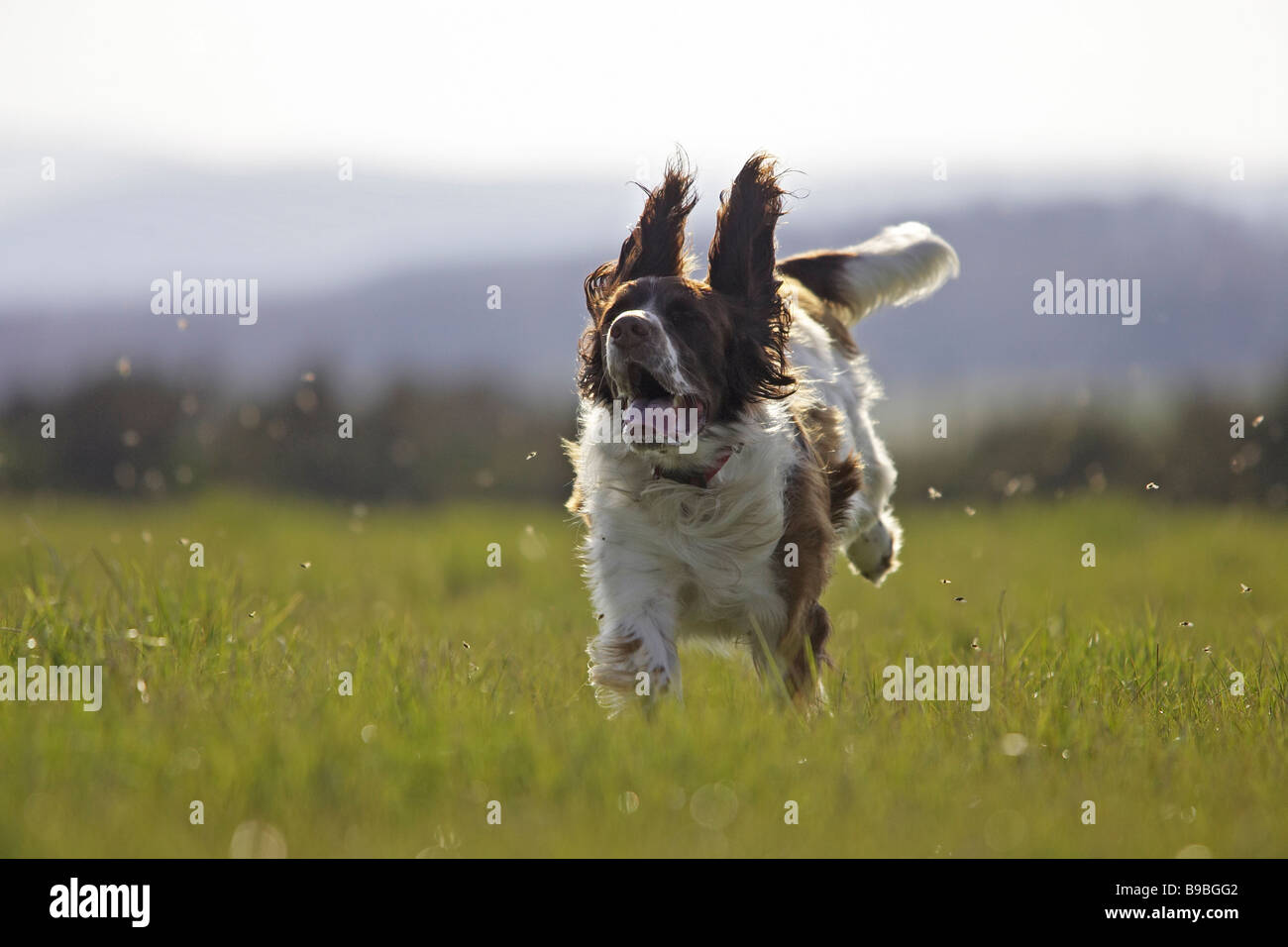 Springer Spaniel Inglés (Canis lupus familiaris) que se ejecuta a través de una pradera Foto de stock