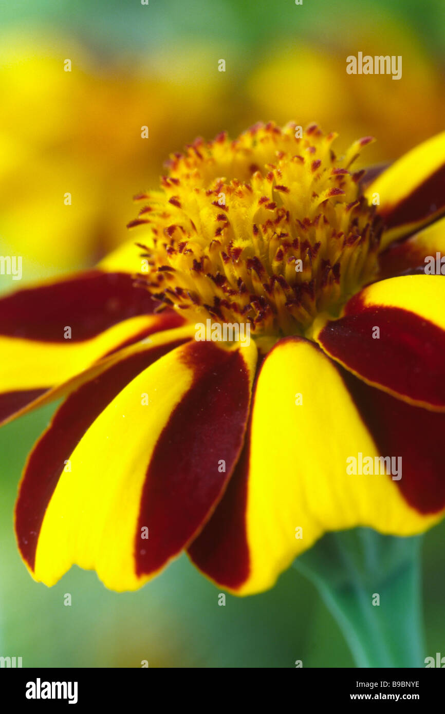 Tagetes patula 'Striped' Marvel (Marigold) Foto de stock