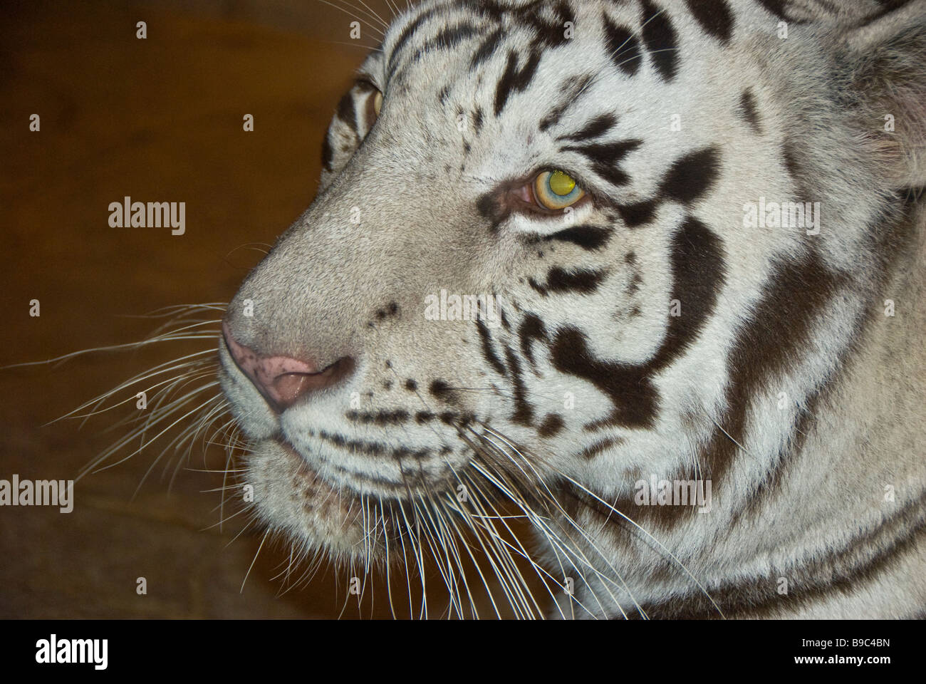 White Tiger closeup retrato facial animal salvaje Houston Downtown Aquarium atracción turística de Texas Foto de stock