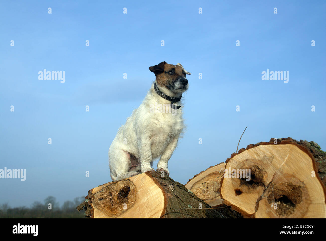 Magnifico ,orgulloso noble perro Jack Russell en árbol caído Foto de stock