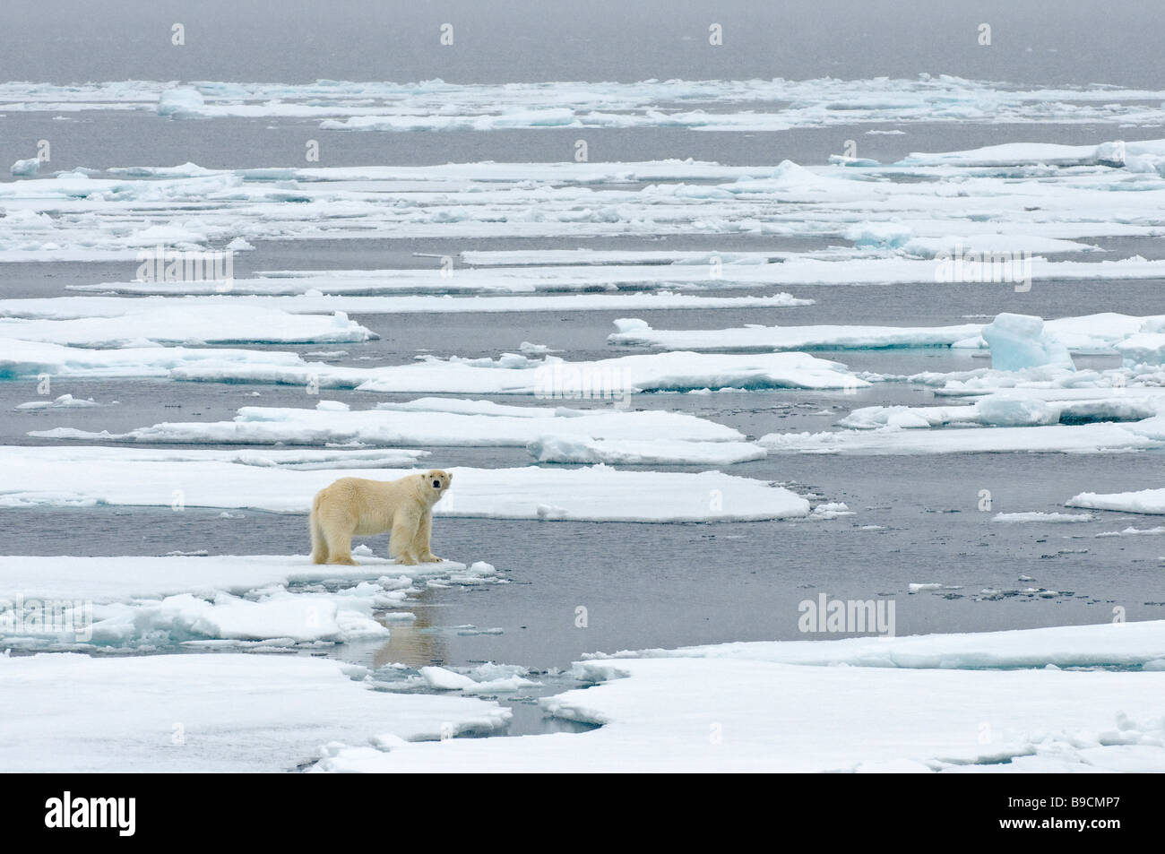 El oso polar Ursus maritimus sobre hielo ártico Svalbard, Spitsbergen. Foto de stock