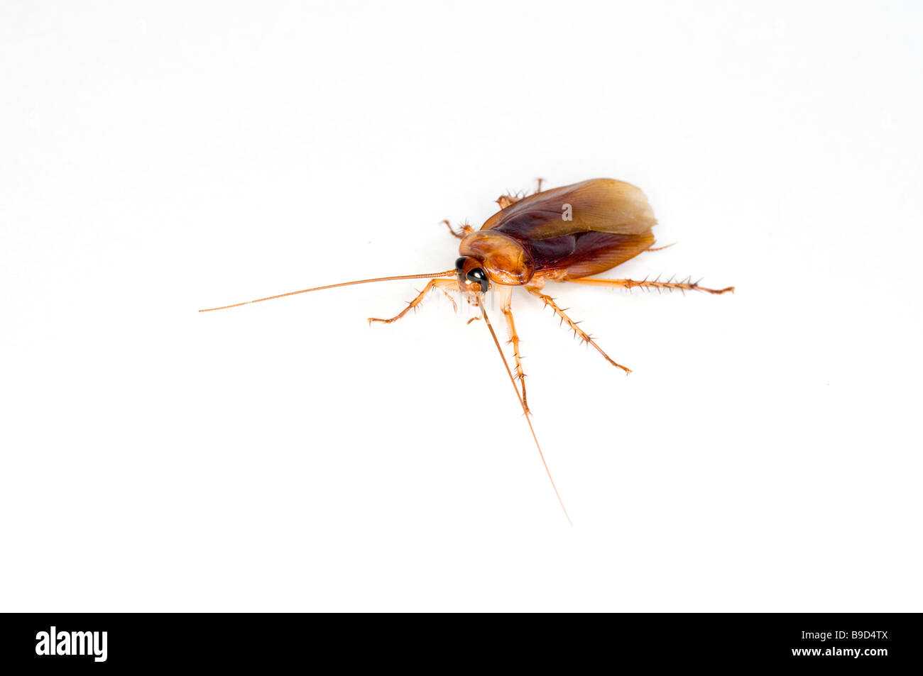 Cucaracha americana Periplaneta americana Foto de stock