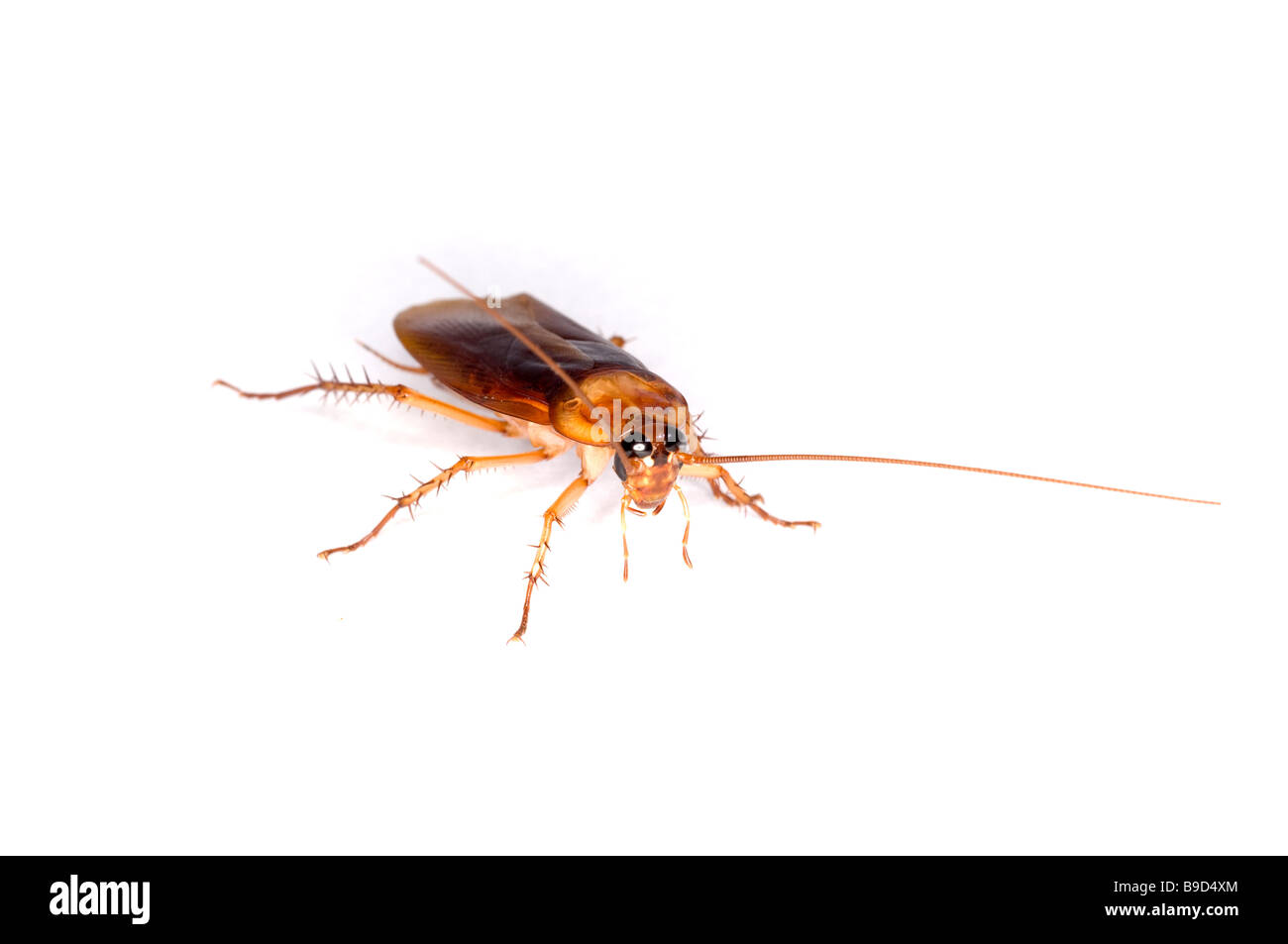Cucaracha americana Periplaneta americana Foto de stock