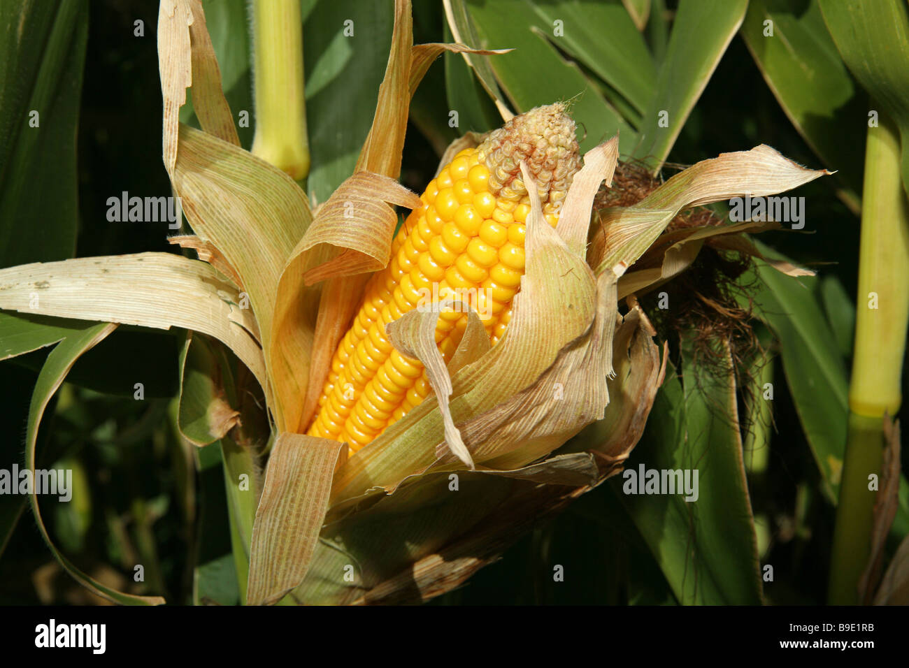 Cultivo del maíz en un tallo abierto y mostrando los granos Foto de stock