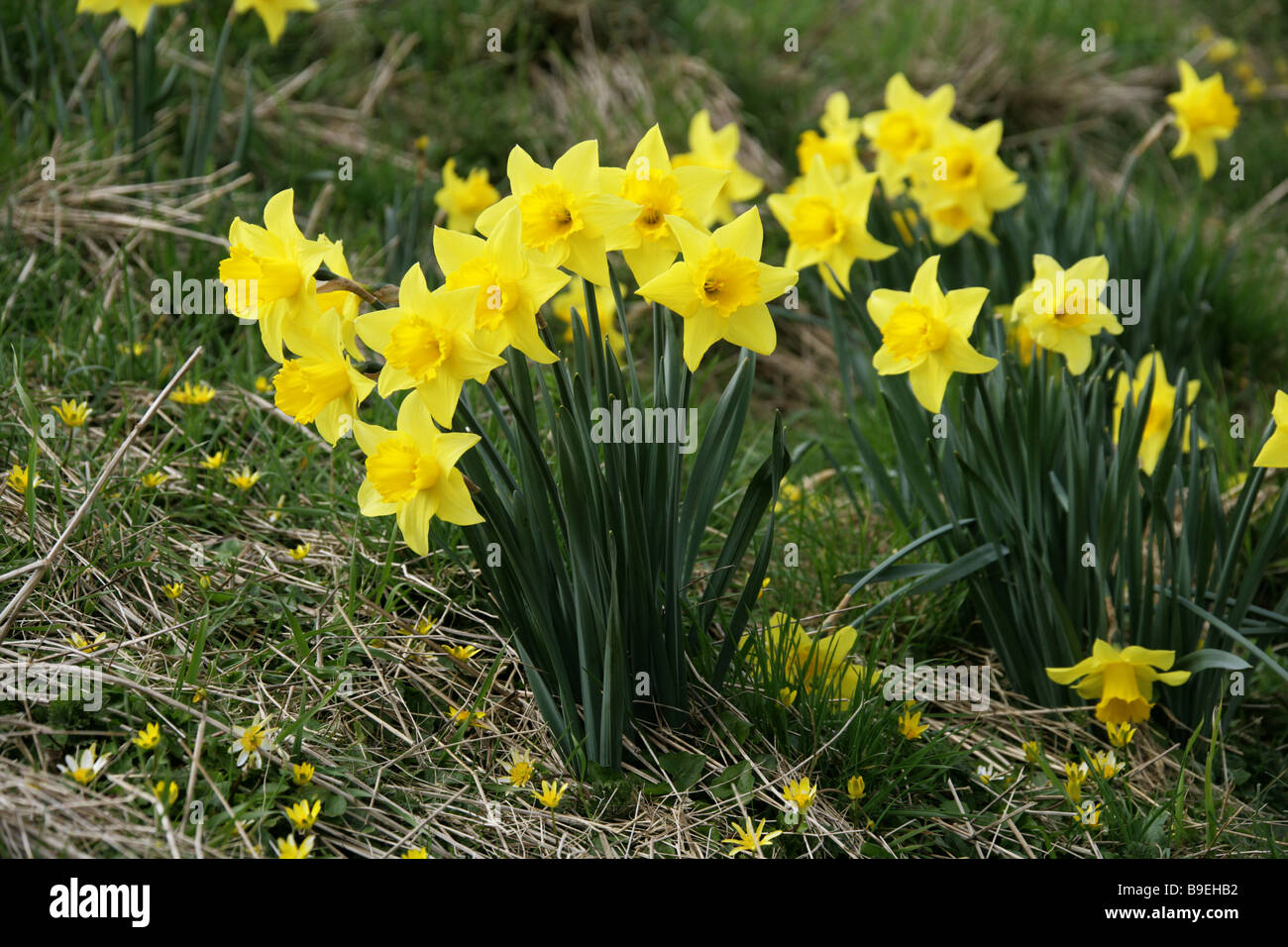 Narcisos silvestres y menor, ranunculus ficaria Celandines, creciendo en un banco de hierba en marzo Foto de stock