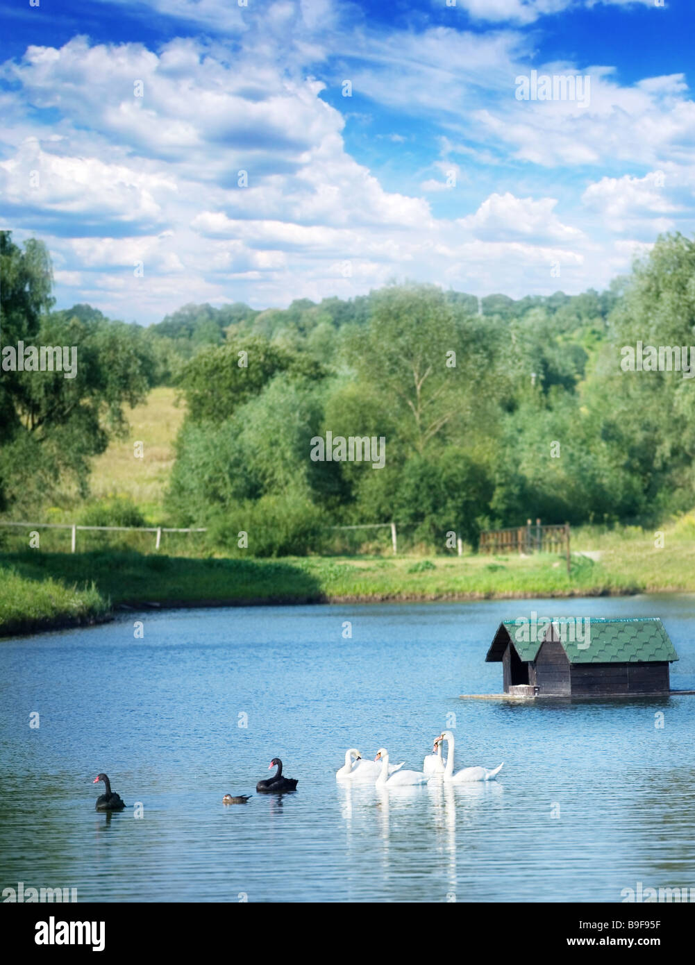 Cisnes en un lago Foto de stock