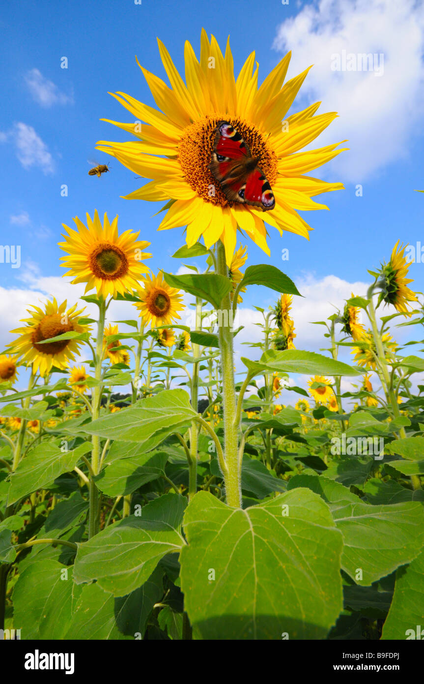Mariposa pavo real la polinización de girasol (Helianthus annus