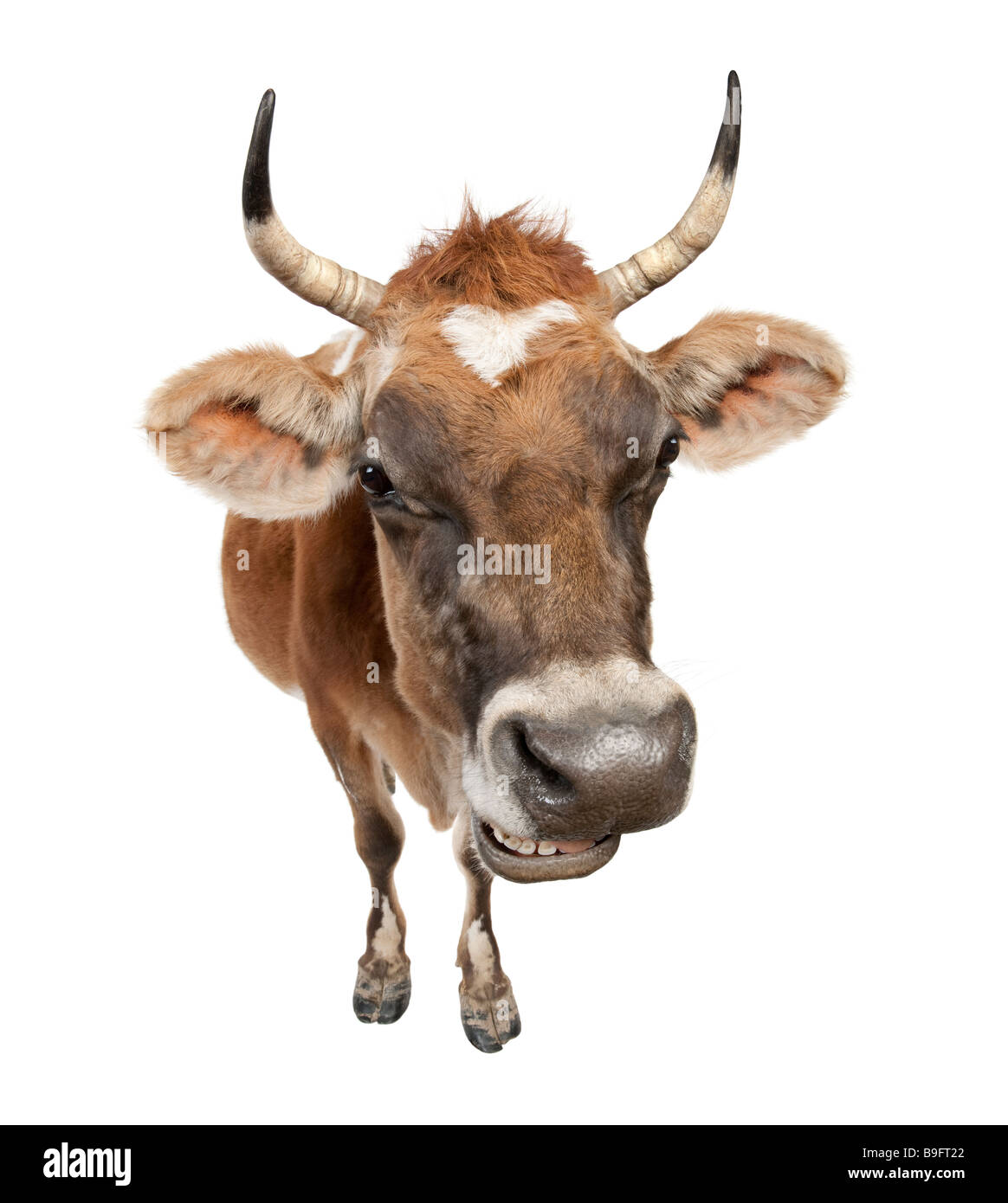 La vaca Jersey de 10 años delante de un fondo blanco. Foto de stock