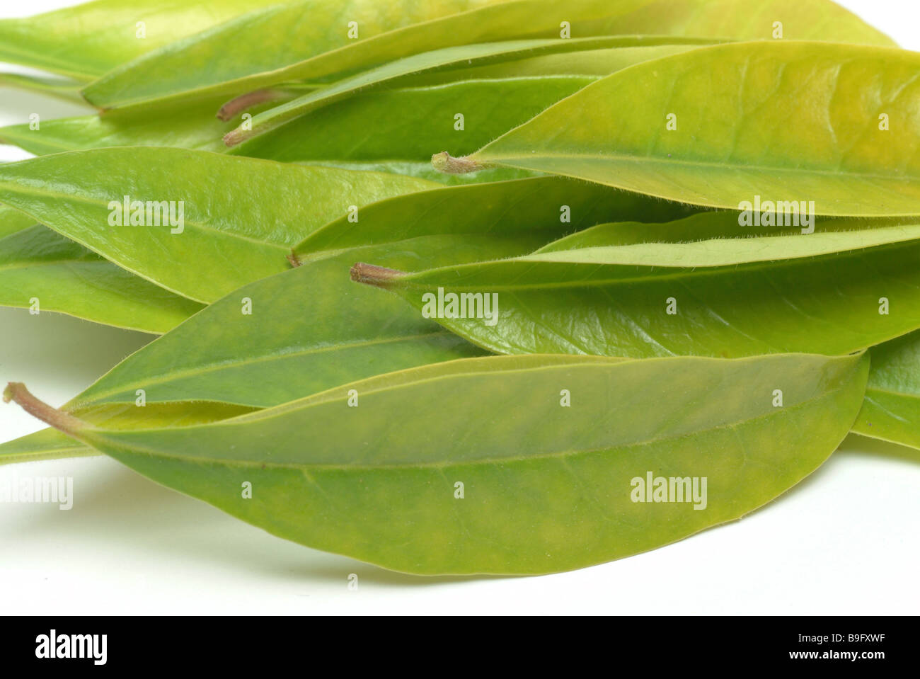 Las hojas del mate Ilex paraguariensis Matetea teaplant Foto de stock