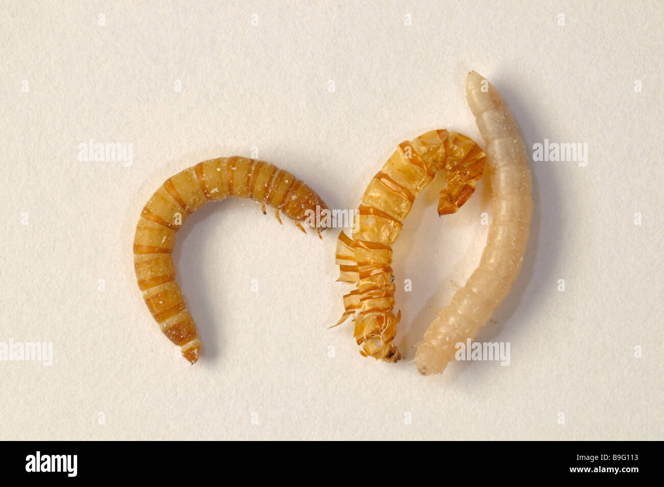 Yellow Mealworm Escarabajo (Tenebrio molitor). Recién muda larva (mealworm) junto a la vieja