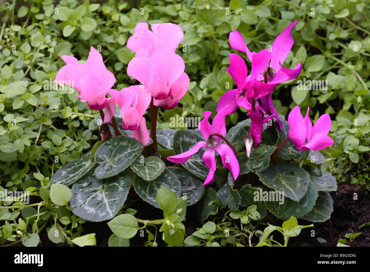 Plantas hibridas