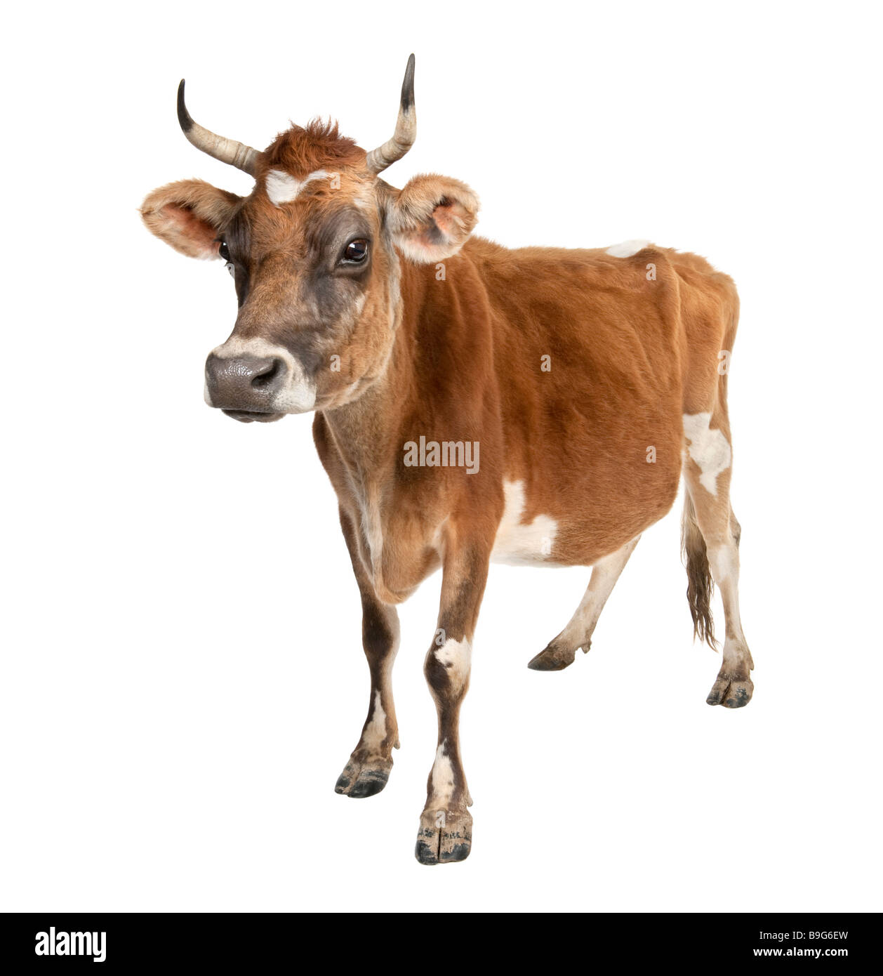 La vaca Jersey de 10 años delante de un fondo blanco. Foto de stock