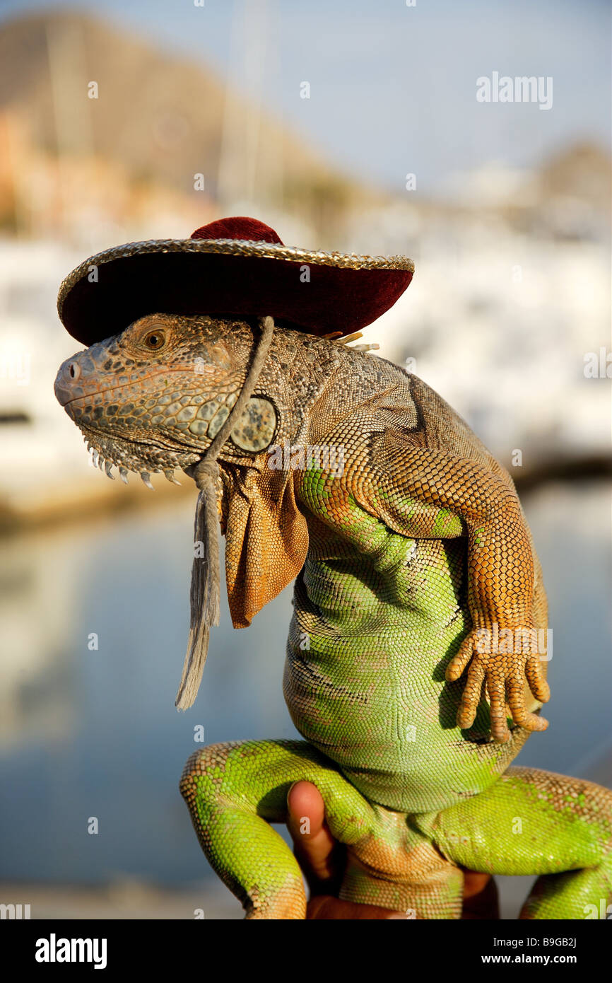 Hombre que sostiene la iguana fotografías e imágenes de alta resolución -  Alamy