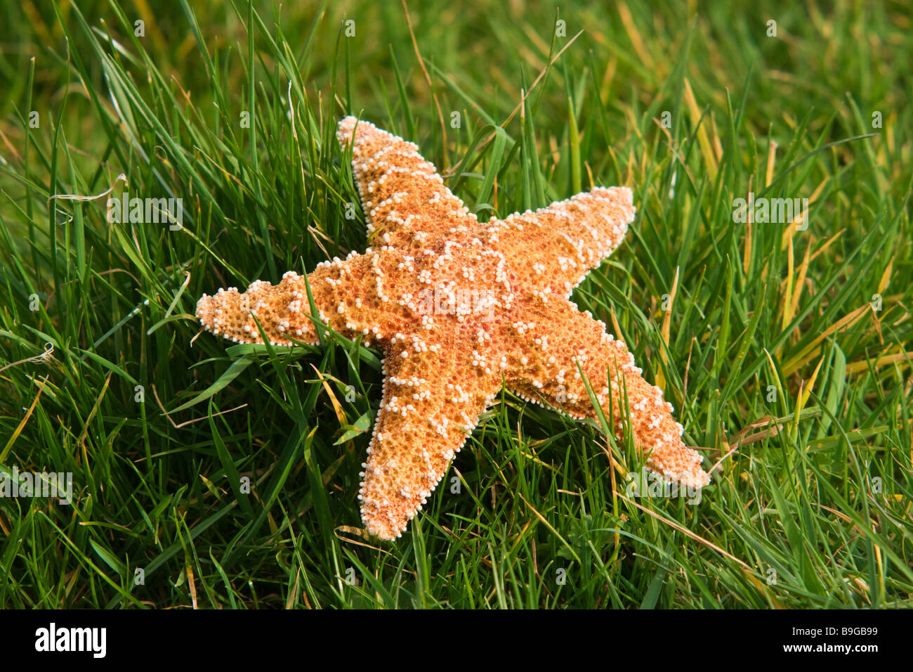 Starfish en la hierba - vista lateral Foto de stock